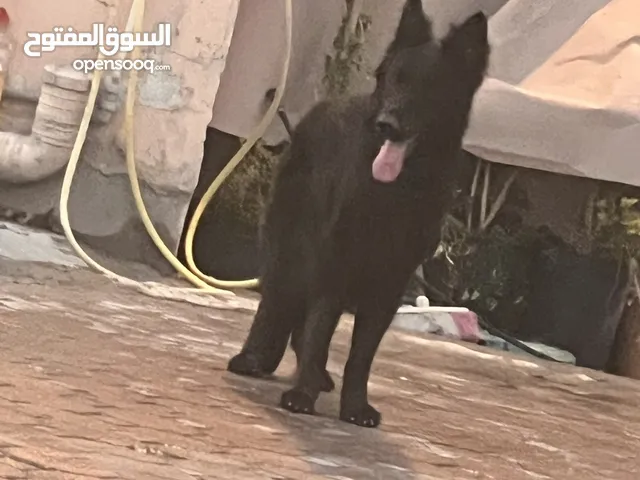 للبيع زوج بلاك جيرمان لون هير