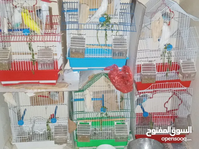6 قفصات طيور نضيفه جديده للبيع