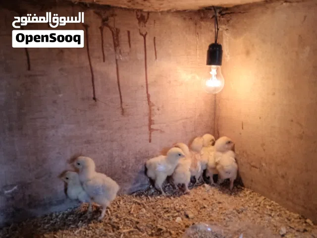 السعر ساوم كتكوت براهما