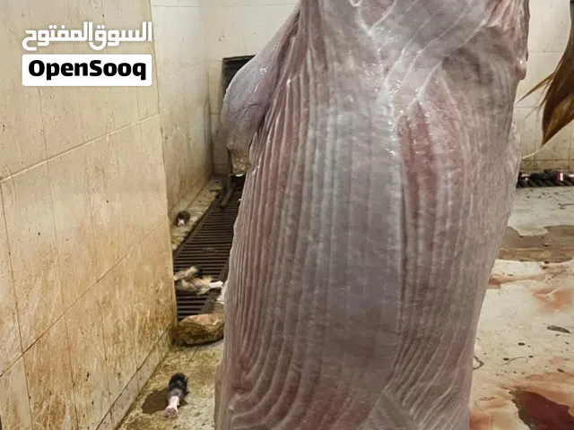 كل عام وانتم بالف خير أضحى مبارك