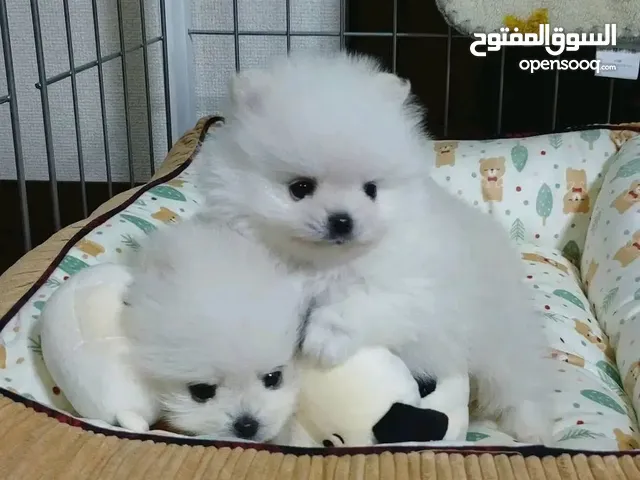 Home trained Pomeranian puppies