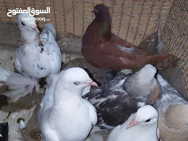 مجموعة شقلاب