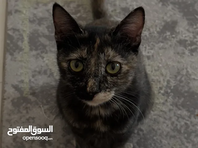 kitten for adoption , قطة للتبني