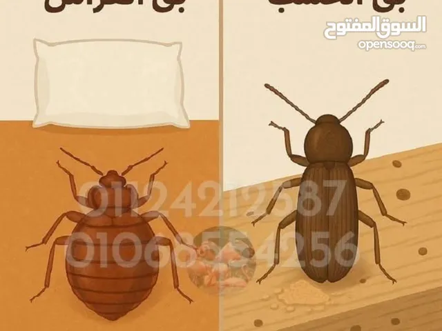 شركة مكافحة حشرات بالرياض بأفضل الأسعار رش حشرات المنزل من جميع الحشرات الزاحفه والطائرة مع الضمان