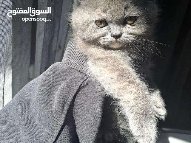 British shorthair kittens للبيع قطط برتش شورت هير