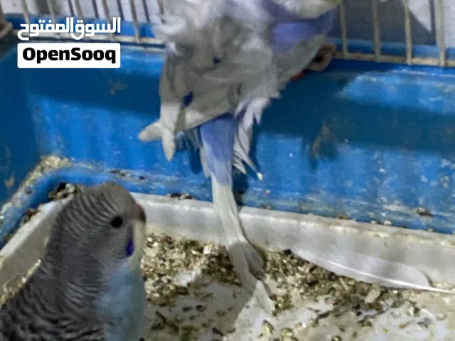 عصافير بصير مغ