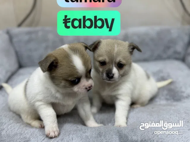 شيواوا بيور عمر شهرين للبيع   Chihuahua Dog for Sale