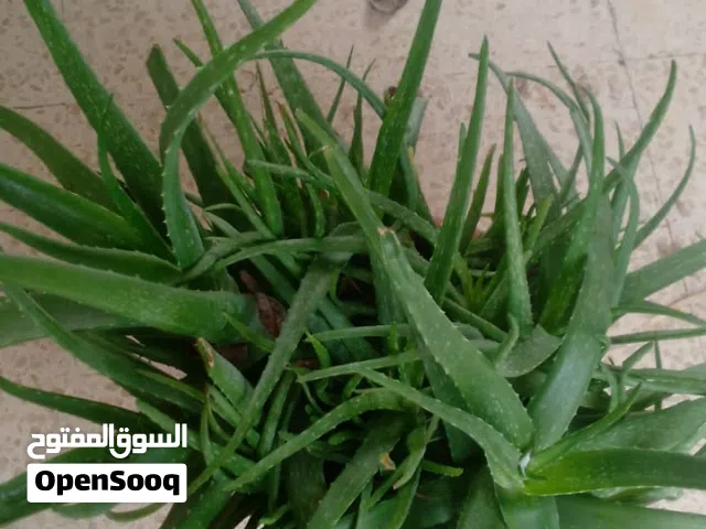 نبتة اوليفيرا