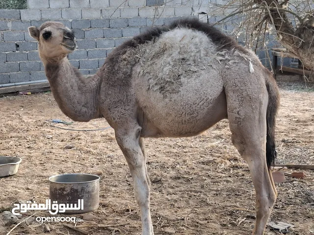 قعود وطني للبيع