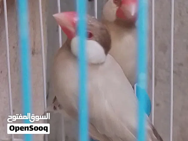جاوه عسلي عيون حمر