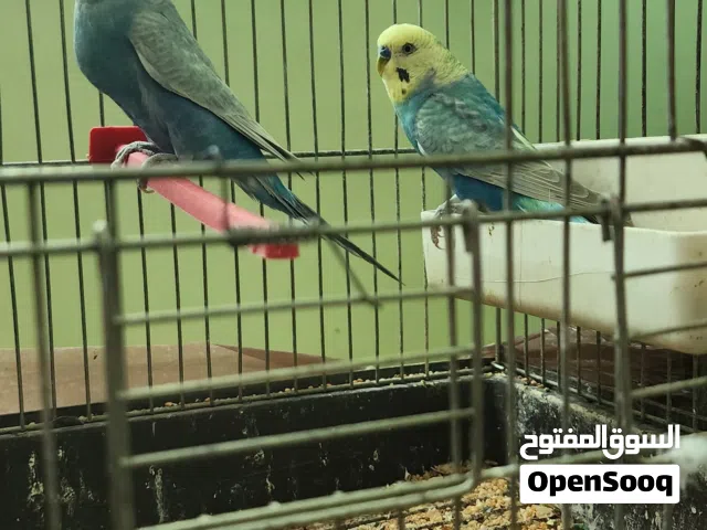 طيور حب  رينيو  جوز شغالات اهالي فراخ