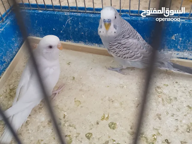 طيور حب مشكلات