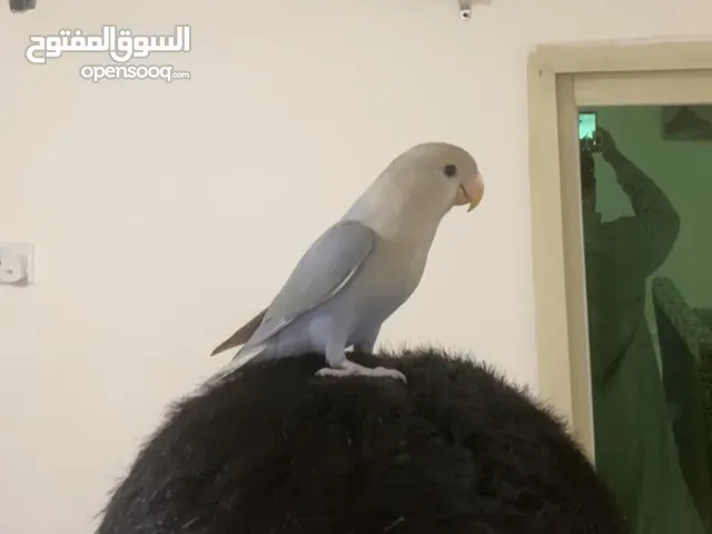 لوفبيرد ياكل بس شعير لزقه مافي عض