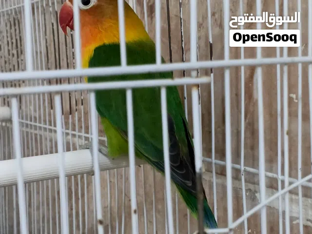 متاح نتايه قرين حجم منضافه ربي يبارك