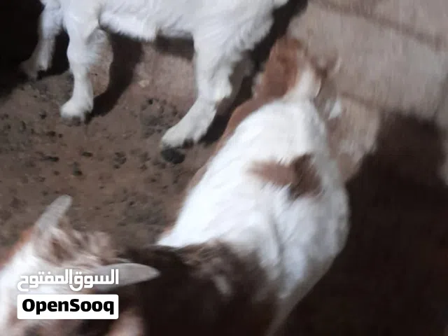 سخله وجدي عمر شهرين ونص نخب