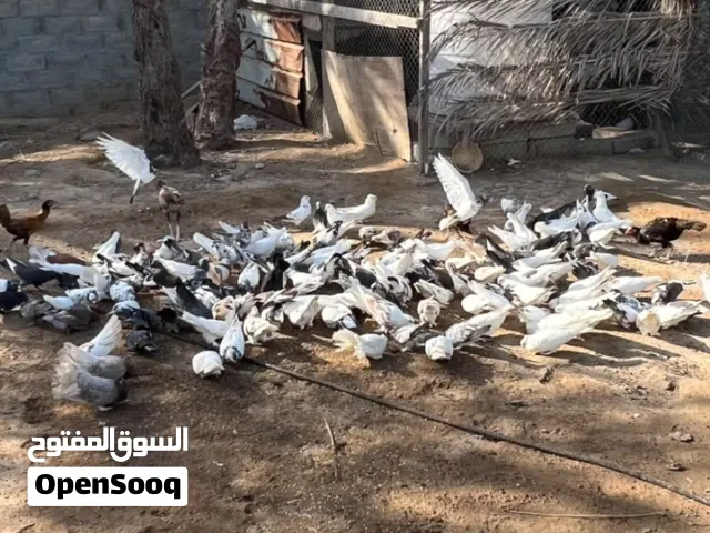 حمام للبيع مكس ب الجمله