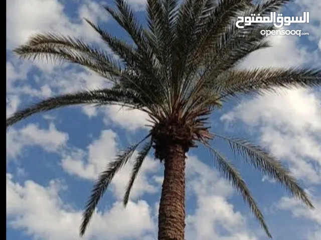 تقليم أشجار طييح نخل وتنسيق الحدايق طييح أشجار