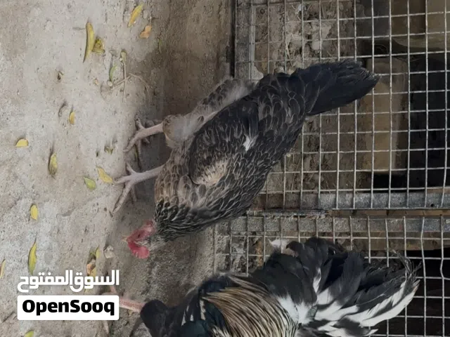 دجاج كحلي ودجاج عرب ابو التاج