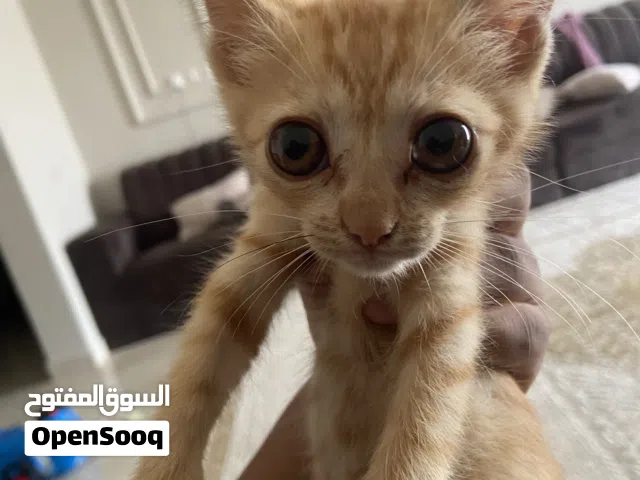 خمس قطط صغيرة متوفرة للبيع الحاد يتواصل واتس