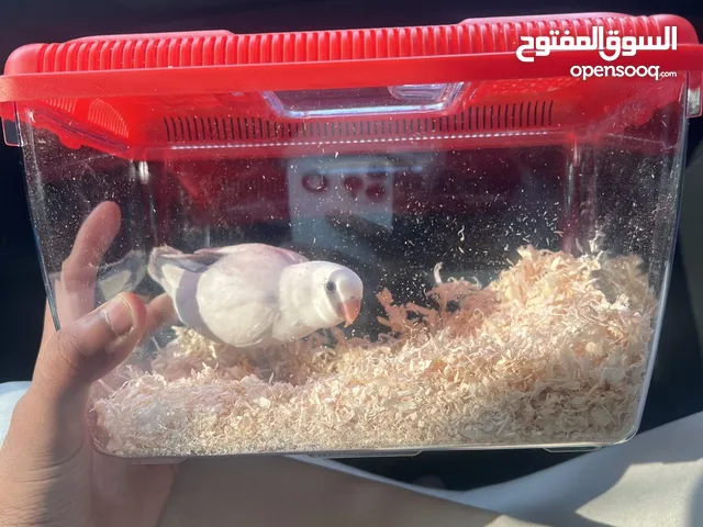 روز ابيض من النوادر على500درهم بصحه ممتازه جدا