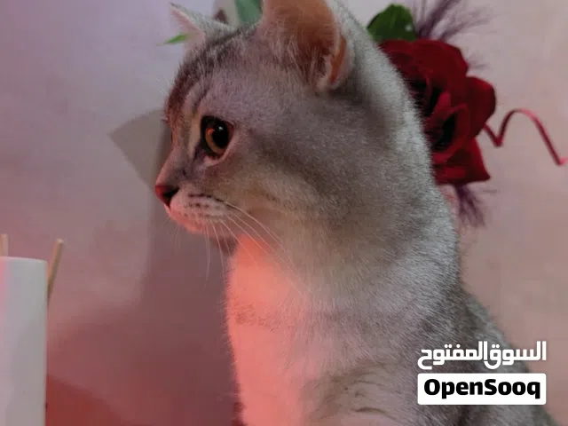 ذكر سكوتش ستريت