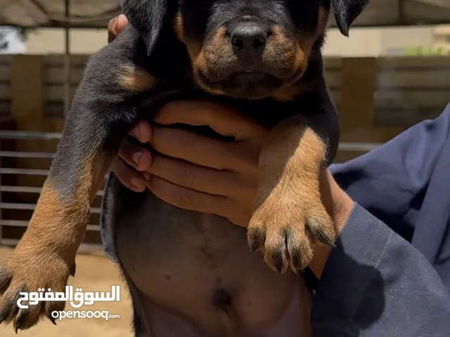جرو 50 يوم متطعم هط دم تيمت تور