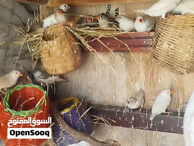 براكة زيبرا للبيع جمله كامله توصيل داخل مصراتة فقط  اقرا الوصف