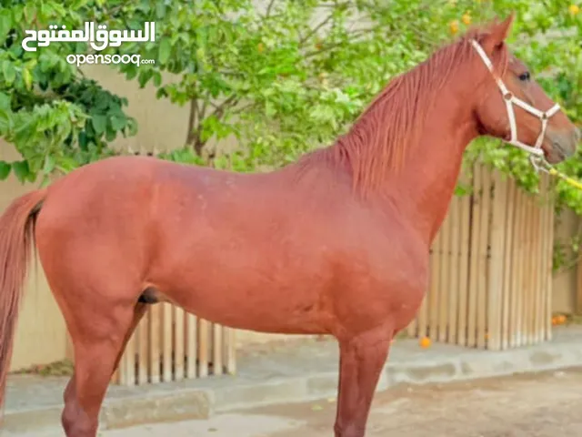 خيل في مصراته