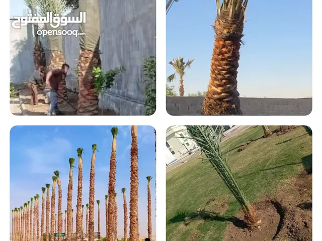 زراعة نخيل وتركيب شبوك مزارع