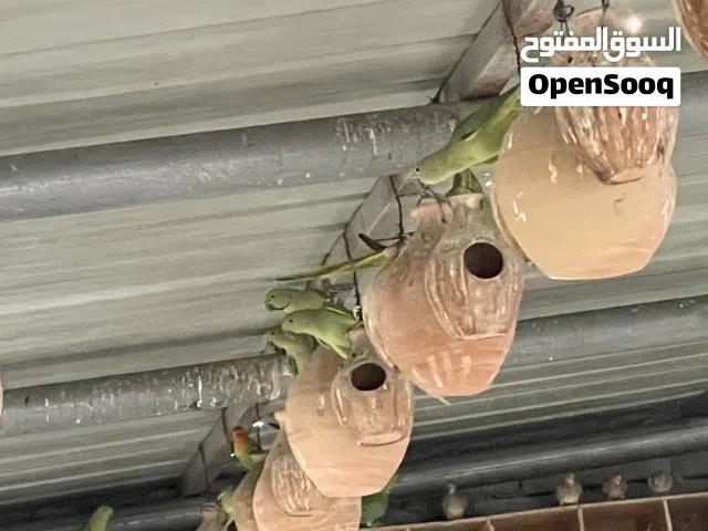 ببغاء متوه للبيع