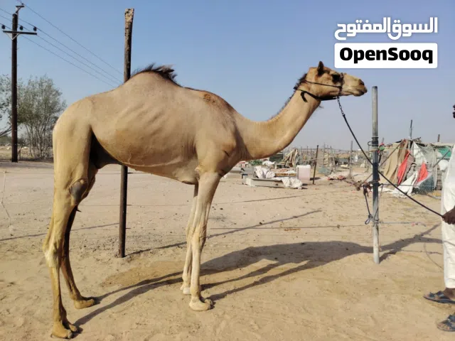 شراء وبيع جميع انواع الحلال