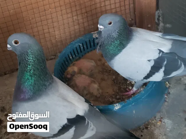 تشكيلة طيور مميزة!