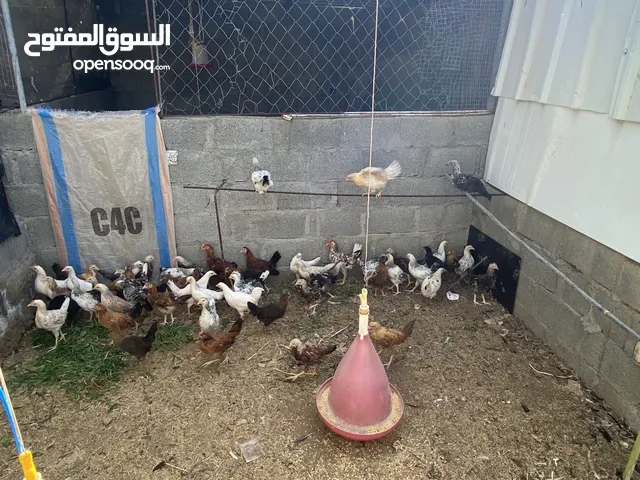 دجاج عمانيات و فرنسيات