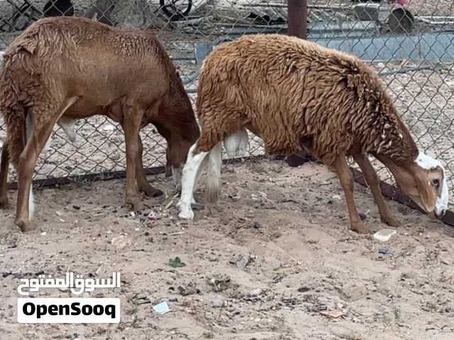 خروف سوداني تهري كيف امبدل معبي الخروف ربي يبارك