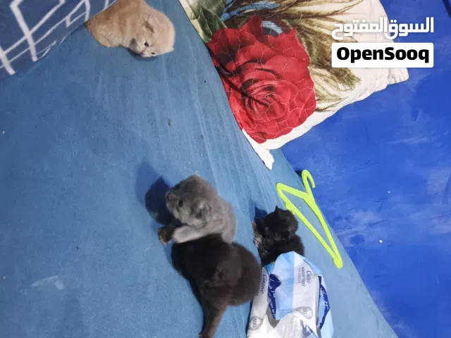 قطط للبيع قيم واخذ