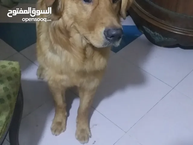 كلب جولدن بيور للبيع