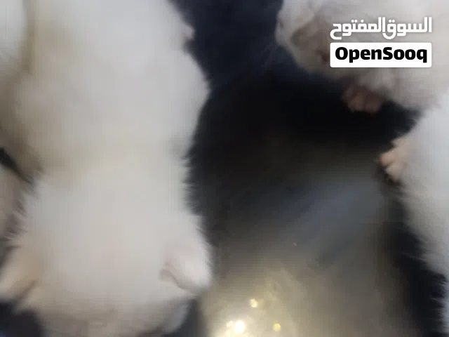 5 قطط دباديب عمر 3 اسابيع شيرازي