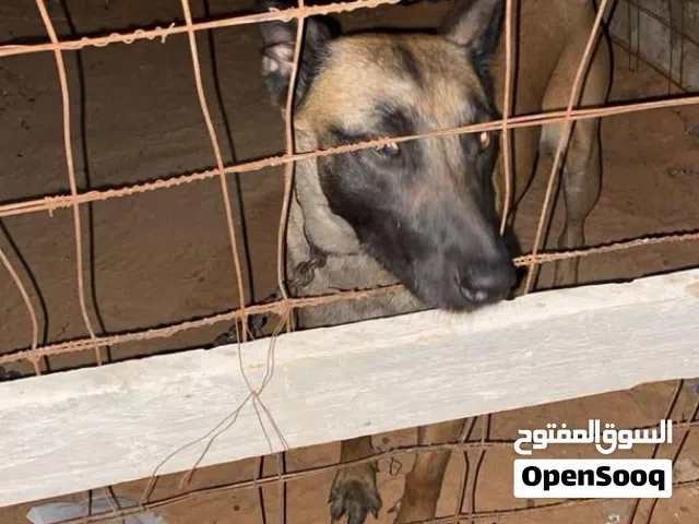 كلاب مشاءالله تواصل علي الرقم