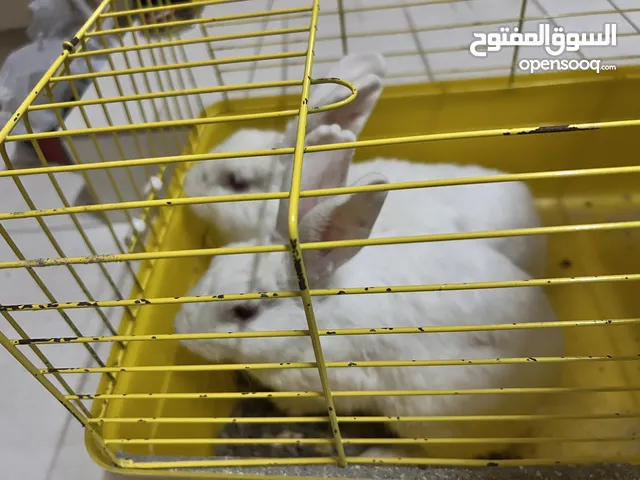 ارانب جاهزه