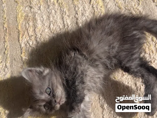 قطط للبيع نوع شيرازي انثى و ذكر العمر شهرين مطعمه