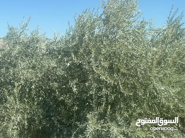 Mixed Use Land for Sale in Nablus Beit Iba