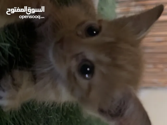 Adorable Orange Kitten Looking for a Loving Home 4 weeks old