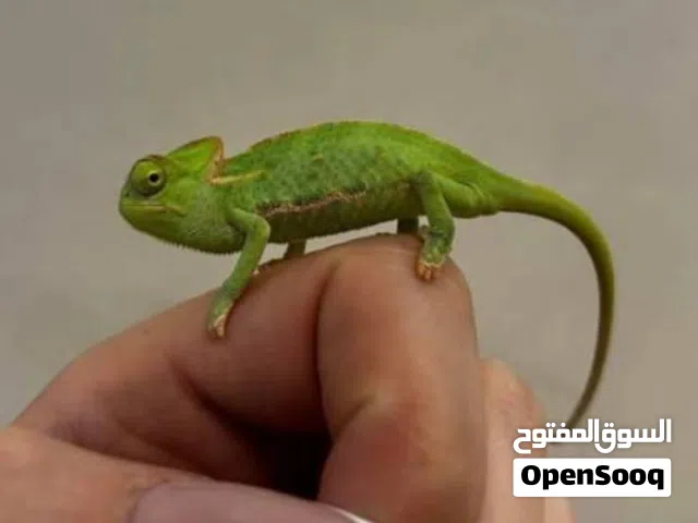 كامليون جميع الاحجام صحه ممتازة جدا اليفه ولعوب غير مؤذي ويوجد الاغوانا المميزة