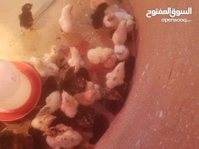 صيصان كتاكيت دجاج عماني