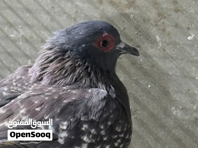 للبيع حمام ذكر ابو جفن افريقي