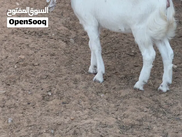 بسم الله ماشاء الله عناق هجين ربي يبارك سلالة حليب ماشاء الله عمرها 6 شهور المكان عين زارة 091857456