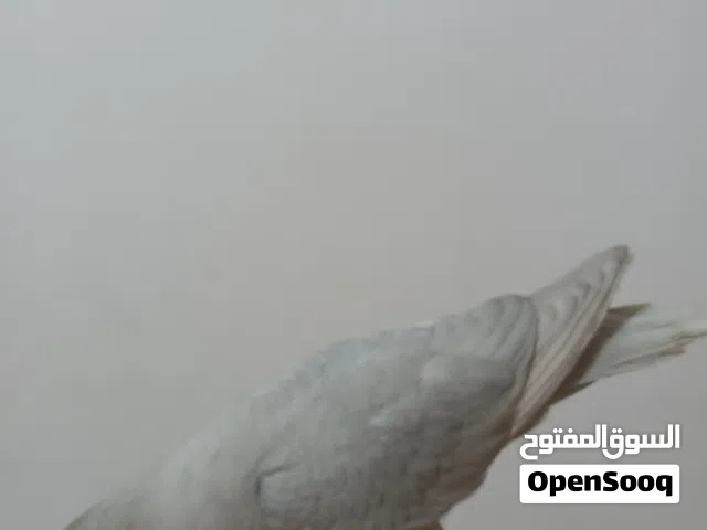 2روز البينو عيون حمر اليفات