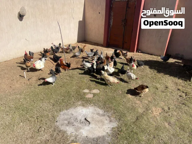 دجاج عربي للبيع غليض ويدحي