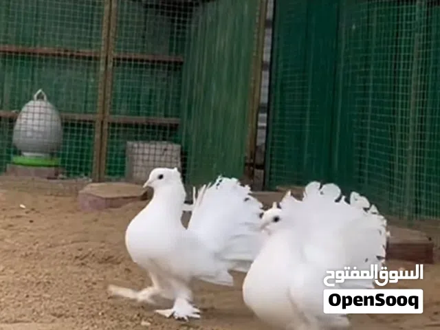 حمام شمسي للبيع الي له خاطر يتواصل خاص انثى وا ذكر زوج عق سعرك عجبني شلهن