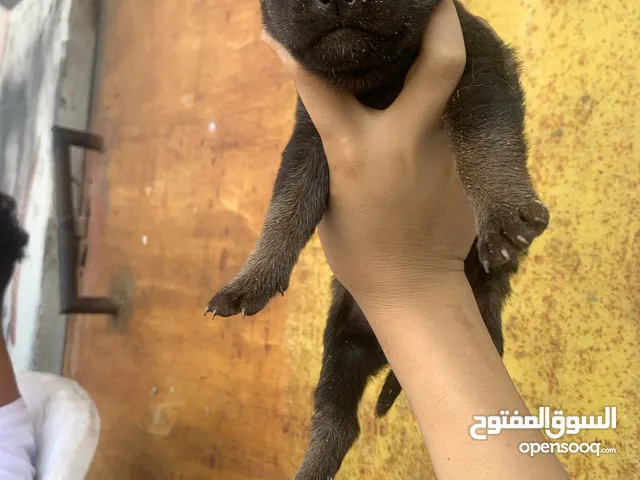 جرو مالينوا شهر ونصف دم صافي بدون كارني للبيع